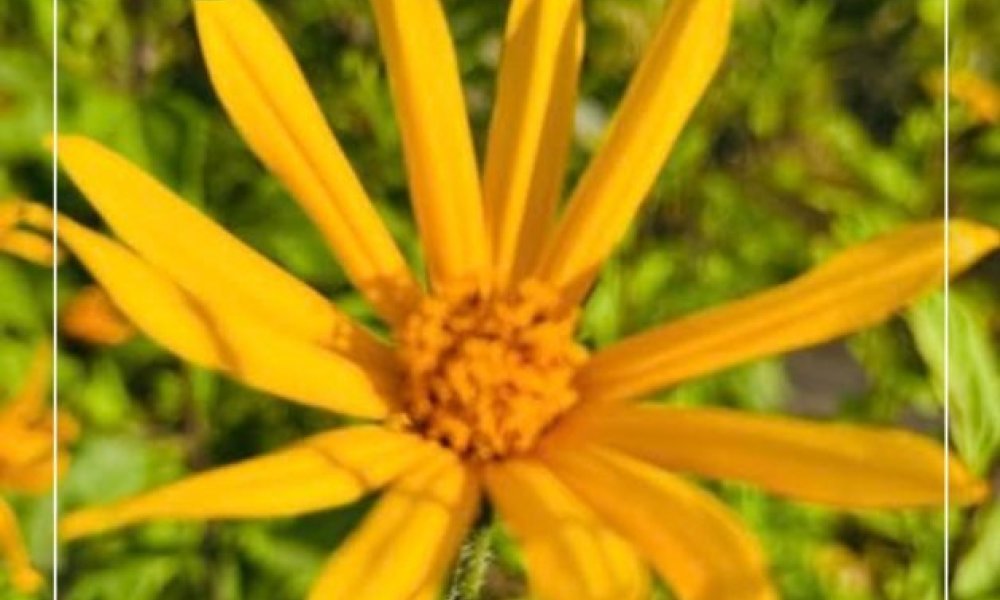 УЛСЫН БҮРТГЭЛИЙН БАЙГУУЛЛАГЫН ТҮҮХТ 85 ЖИЛИЙН ОЙ ХҮРЭЭНД