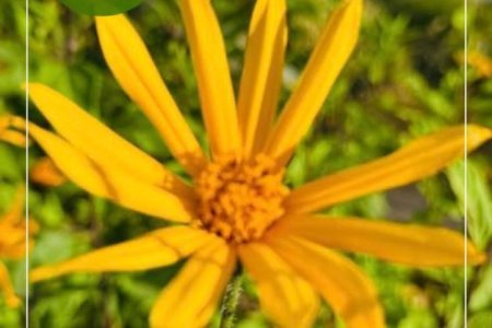 УЛСЫН БҮРТГЭЛИЙН БАЙГУУЛЛАГЫН ТҮҮХТ 85 ЖИЛИЙН ОЙ ХҮРЭЭНД