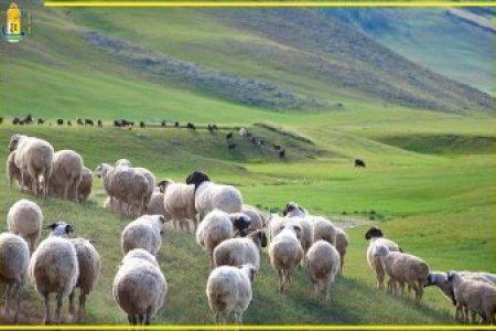 Шинэ журмаас: “Цагаан сар”-ын баяраар байгууллагын 80-аас дээш настай, тэтгэвэрт гарсан ахмад ажилтнуудад тус бүр нэг хонь өгнө