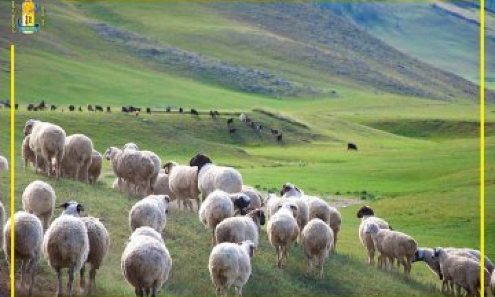 Шинэ журмаас: “Цагаан сар”-ын баяраар байгууллагын 80-аас дээш настай, тэтгэвэрт гарсан ахмад ажилтнуудад тус бүр нэг хонь өгнө