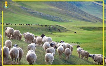 Шинэ журмаас: “Цагаан сар”-ын баяраар байгууллагын 80-аас дээш настай, тэтгэвэрт гарсан ахмад ажилтнуудад тус бүр нэг хонь өгнө